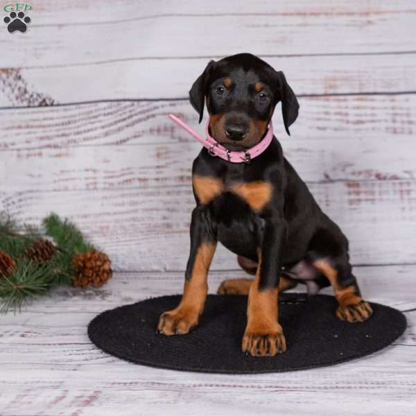 Josey, Doberman Pinscher Puppy